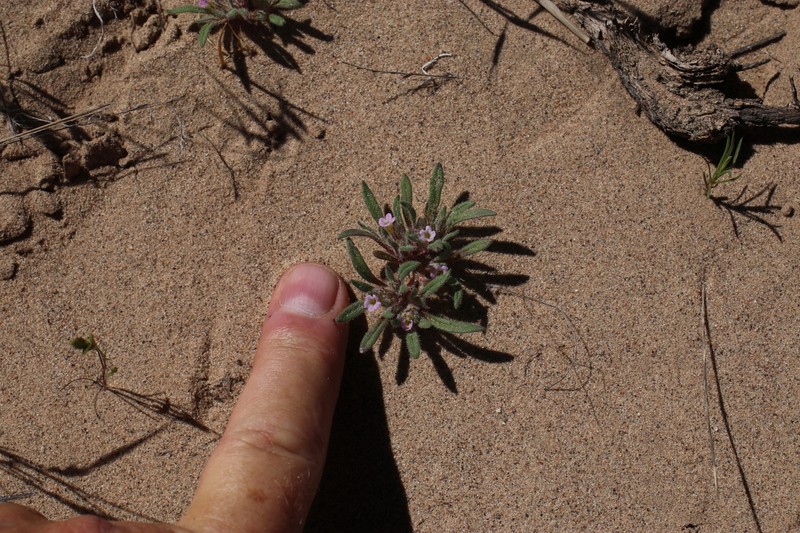 Nama parviflora photo 4