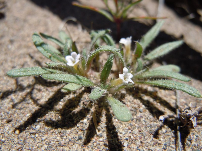 Nama parviflora photo 5