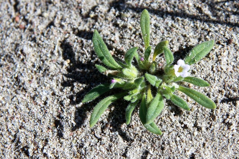 Nama parviflora photo 6