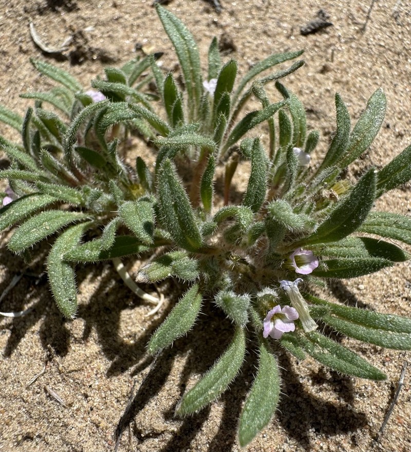 Nama parviflora photo 7