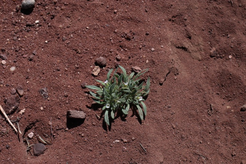 Nama parviflora photo 8