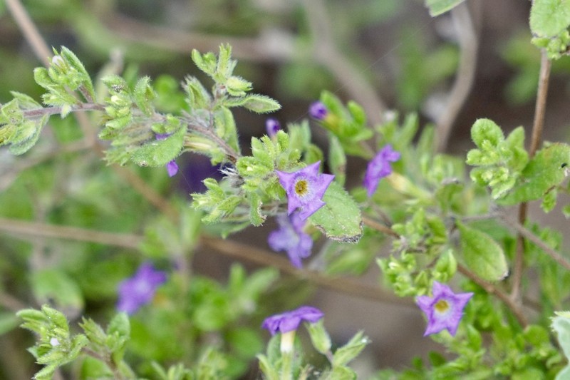 Nama parvifolia photo 2