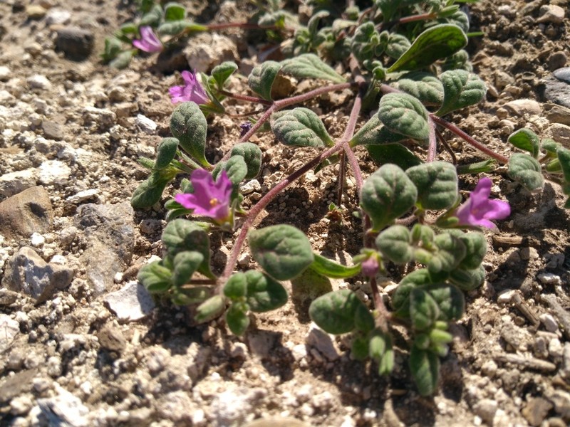 Nama parvifolia photo 3