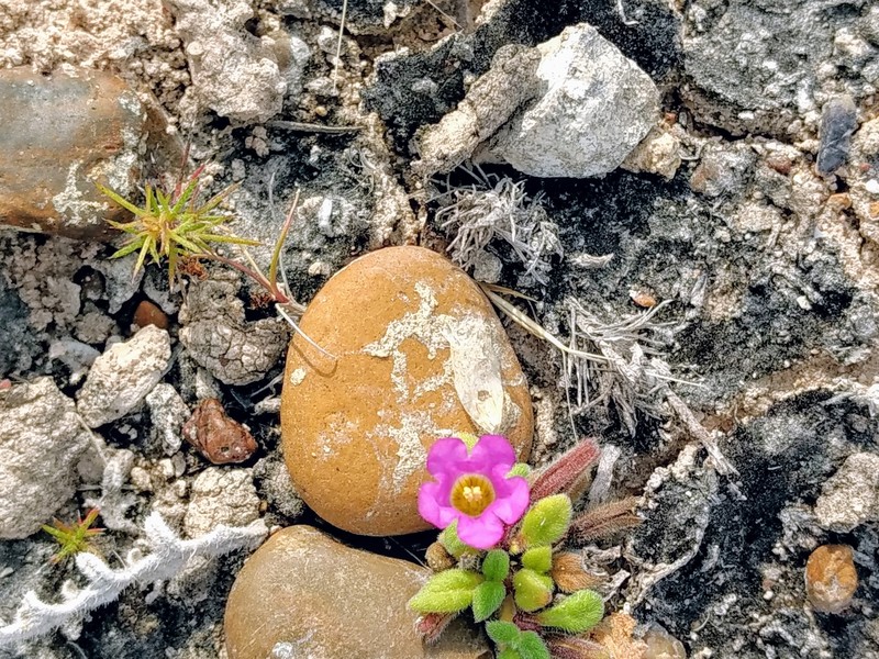 Nama parvifolia photo 5