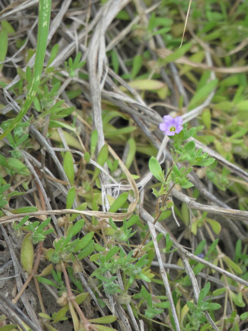 Nama parvifolia photo 6