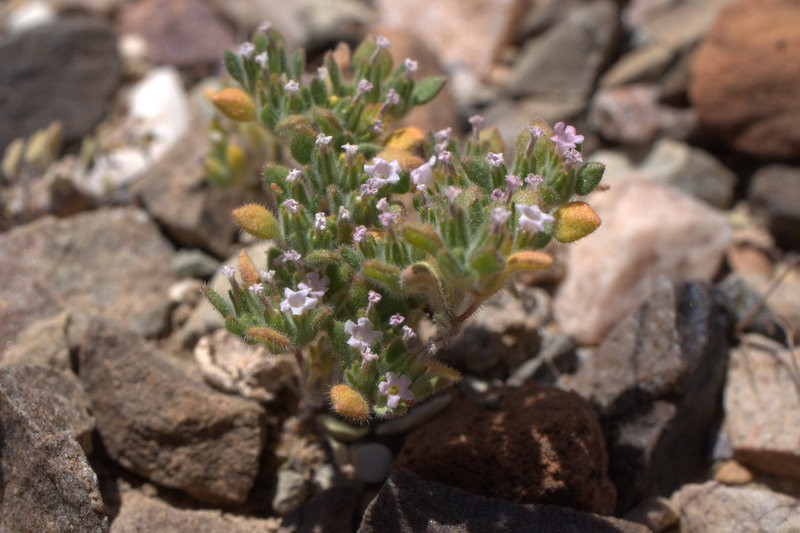 Nama pusilla photo 2