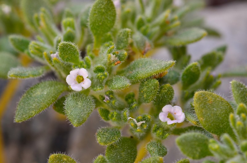 Nama pusilla photo 3