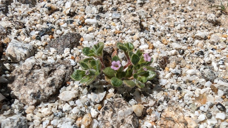 Nama pusilla photo 4