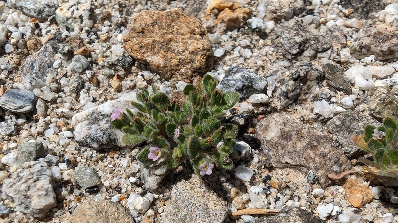 Nama pusilla photo 5
