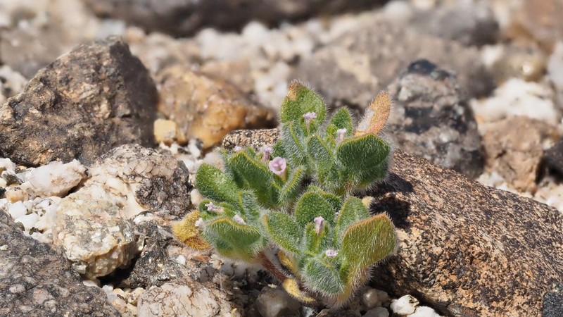 Nama pusilla photo 6