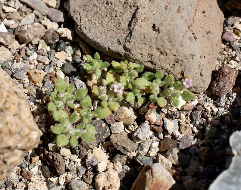 Nama pusilla photo 8