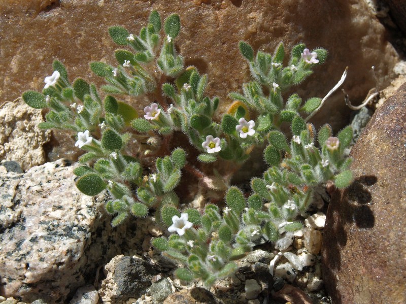 Eggleaf Fiddleleaf photo 2