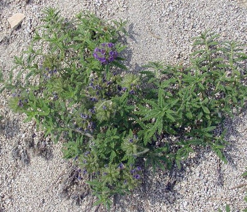 Rothrock's Fiddleleaf