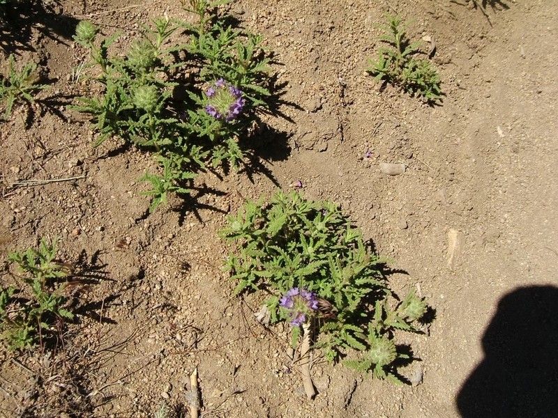 Rothrock's Fiddleleaf photo 3
