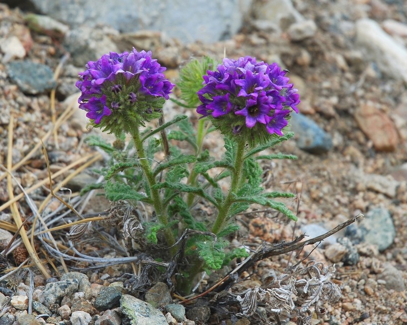 Rothrock's Fiddleleaf photo 5