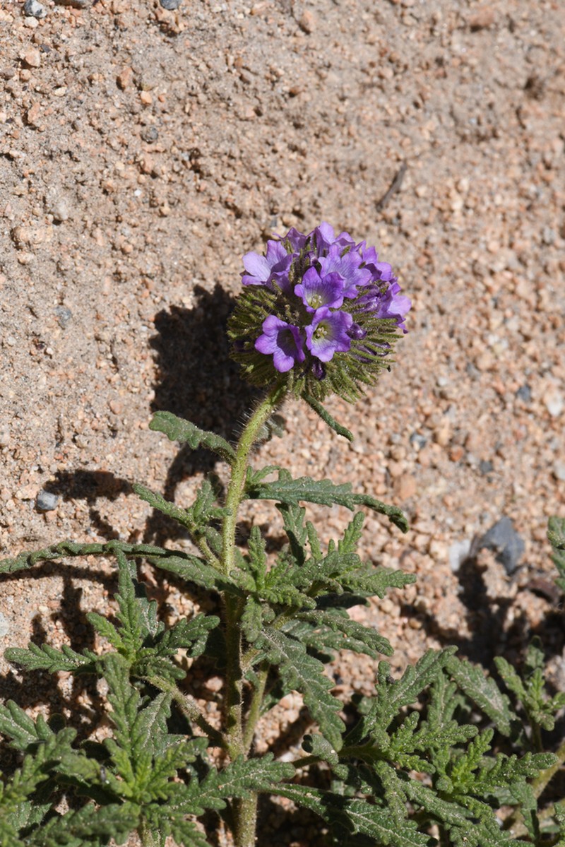 Rothrock's Fiddleleaf photo 7
