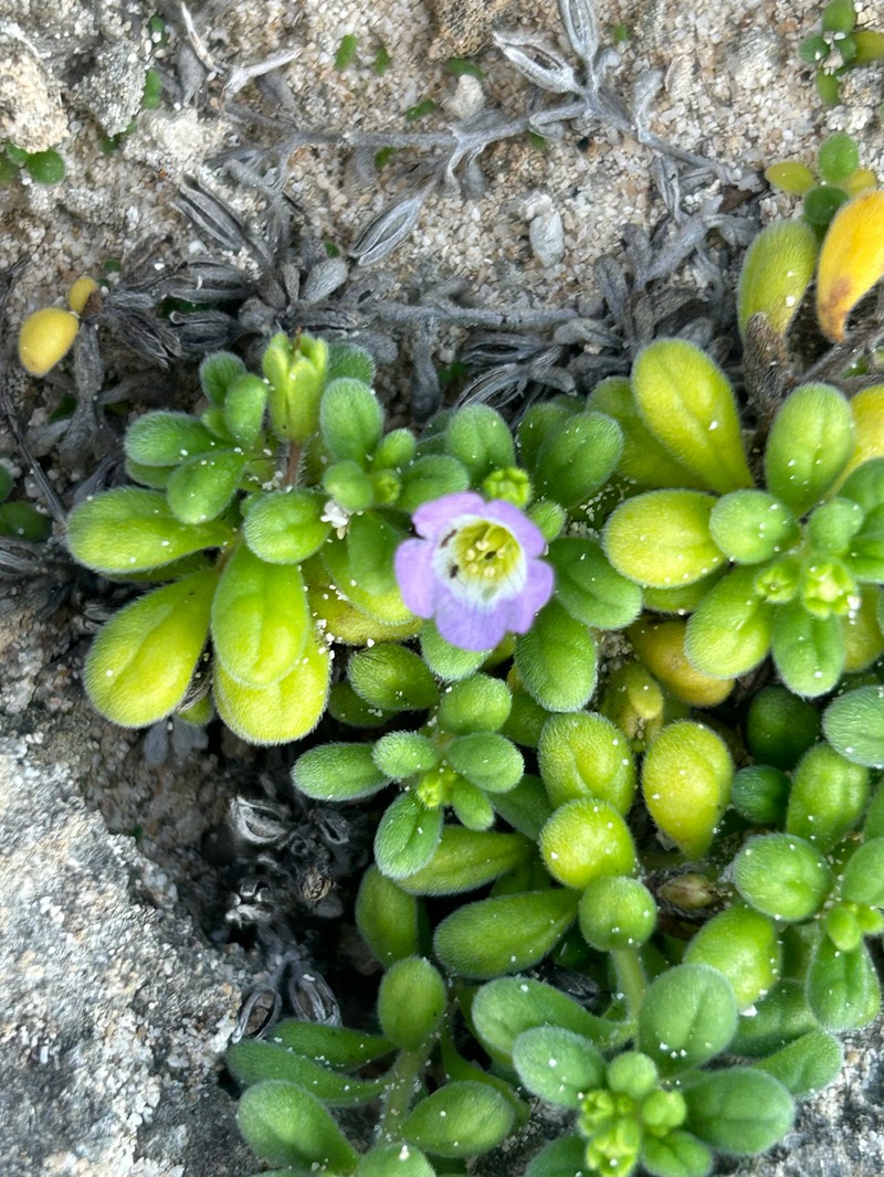 Hinahina Kahakai photo 5