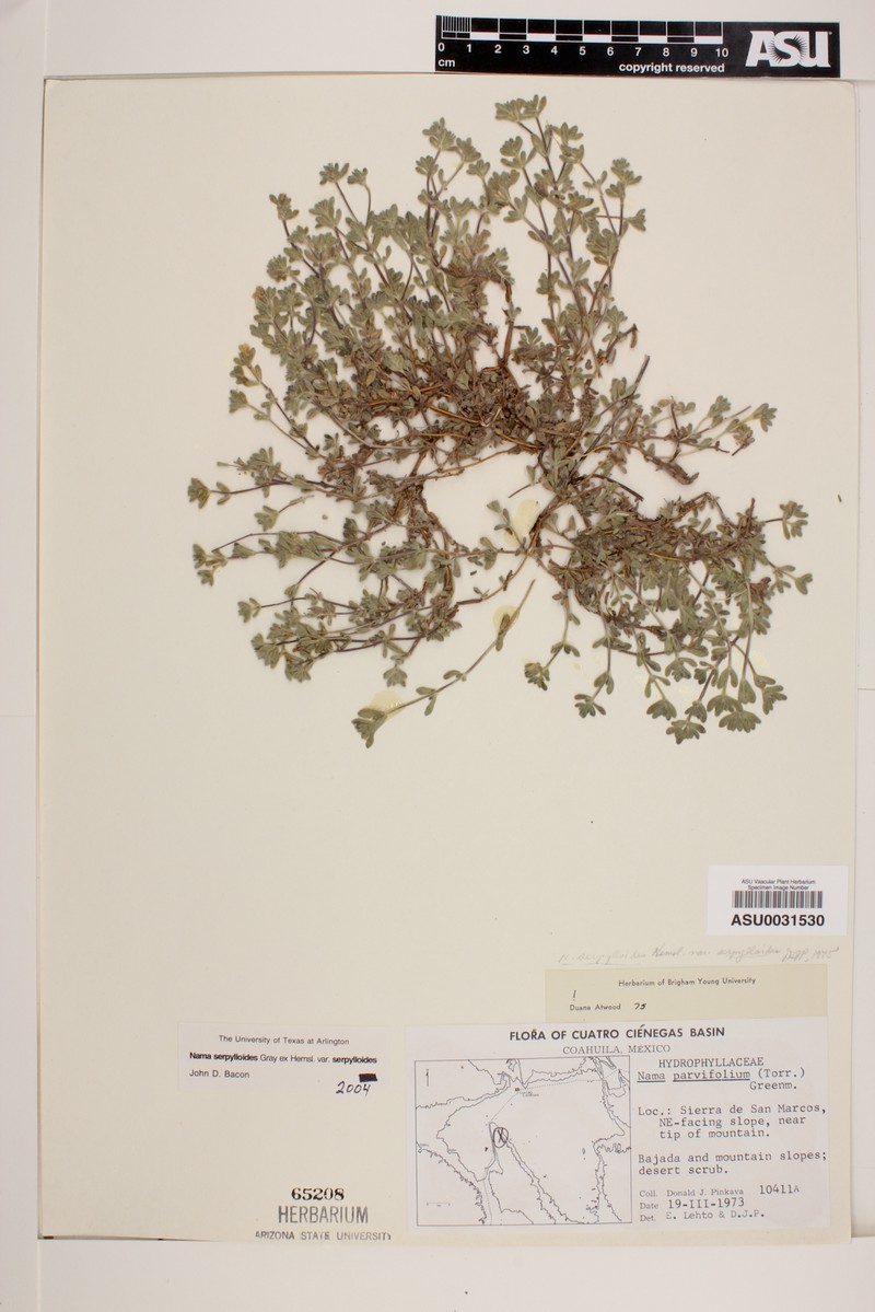 Nama serpylloides var. serpylloides