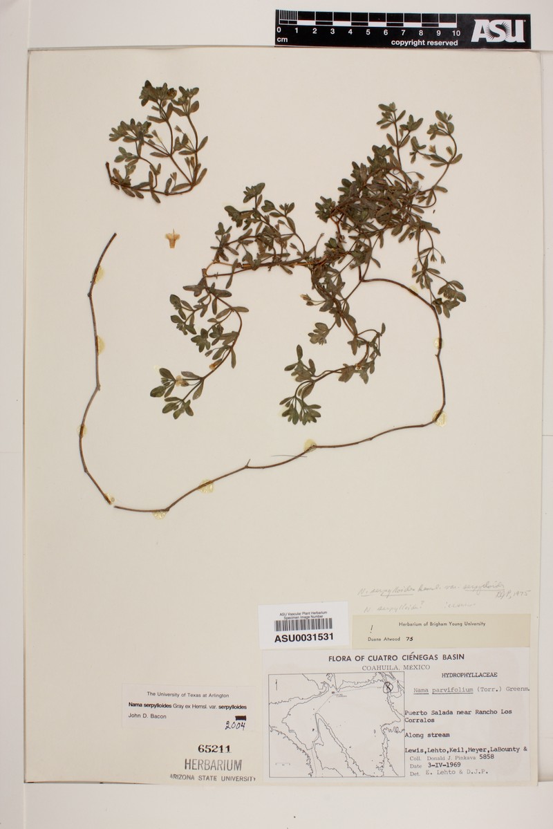 Nama serpylloides var. serpylloides photo 2