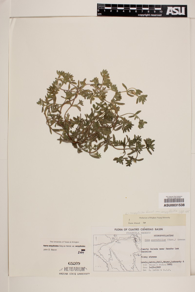 Nama serpylloides var. serpylloides photo 3
