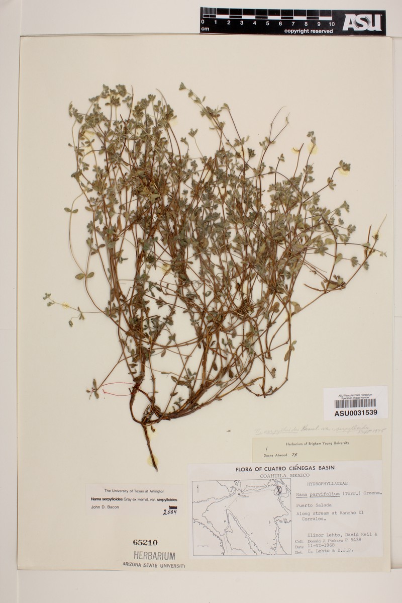Nama serpylloides var. serpylloides photo 4