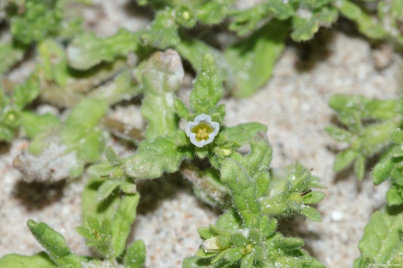 Nama stenocarpa photo 2