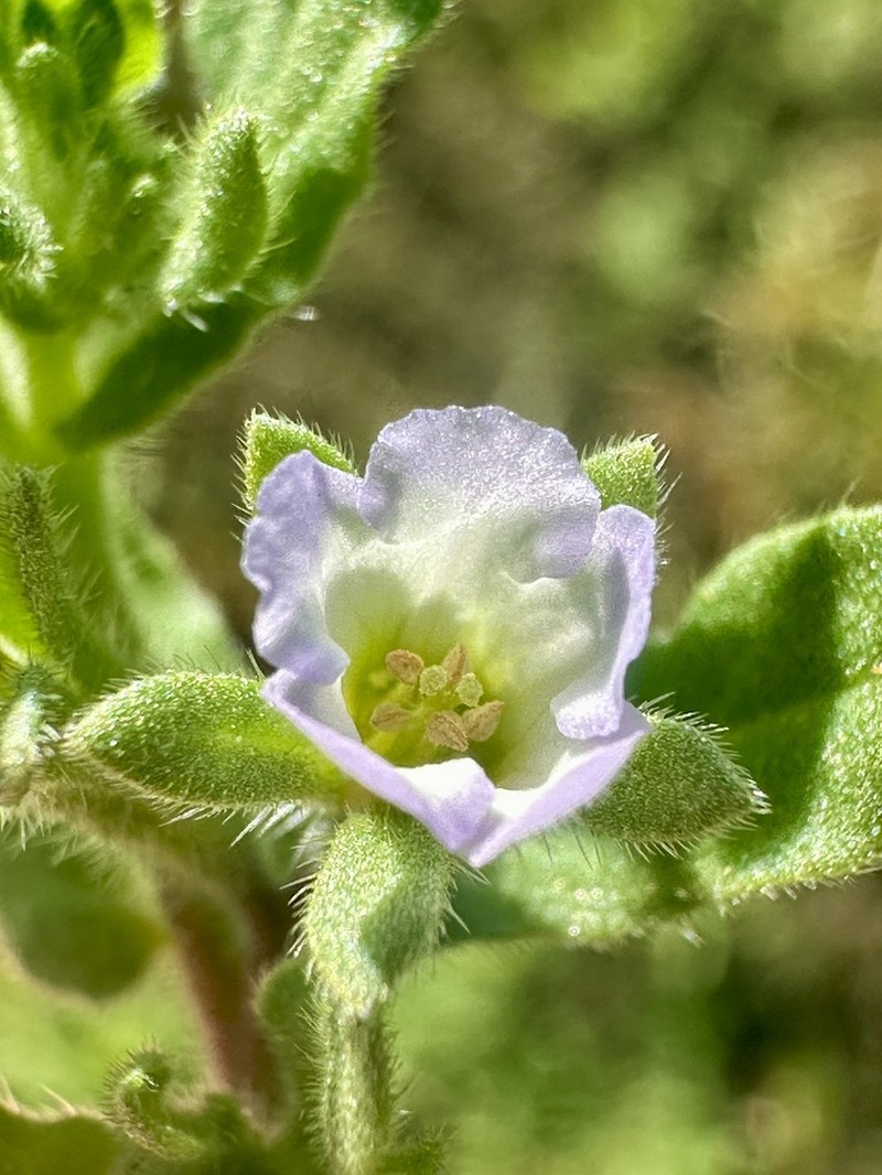 Nama stenocarpa photo 4