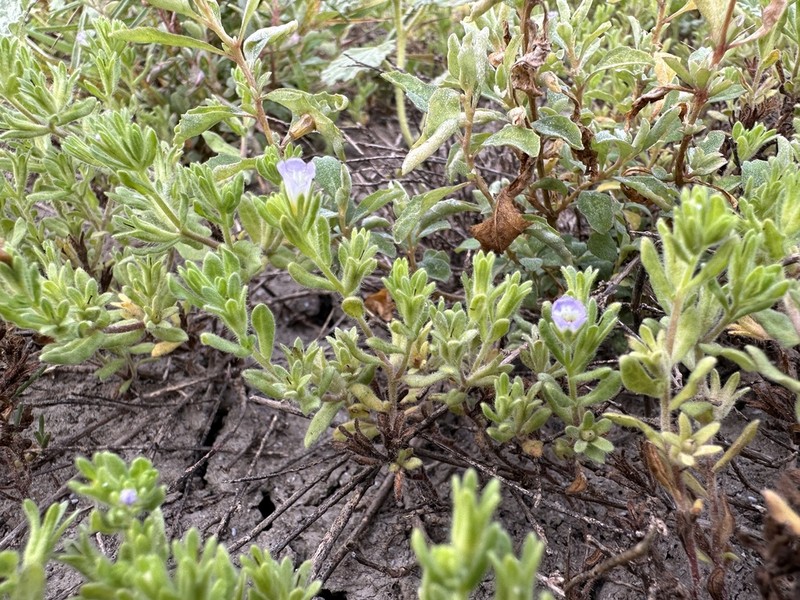 Nama stenocarpa photo 5
