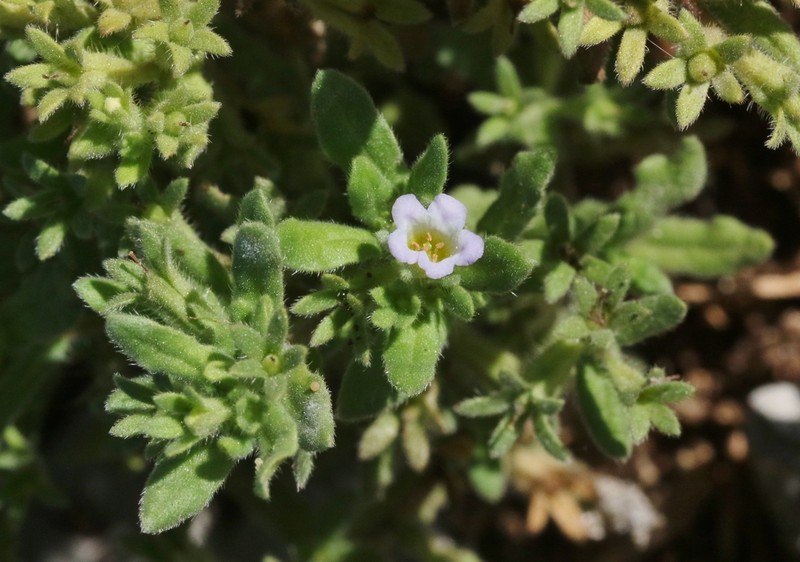 Nama stenocarpa photo 6