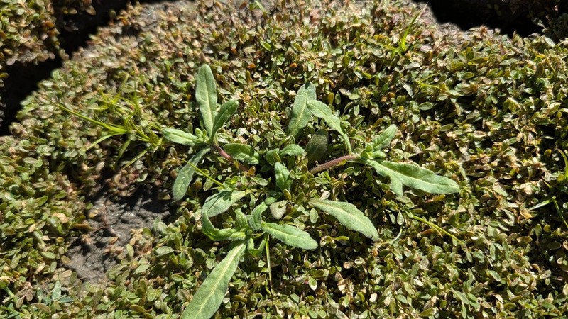 Nama stenocarpa photo 7