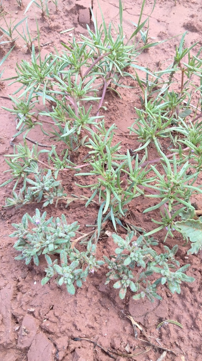 Stevens' Fiddleleaf