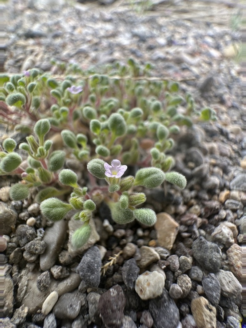 Nama torynophylla