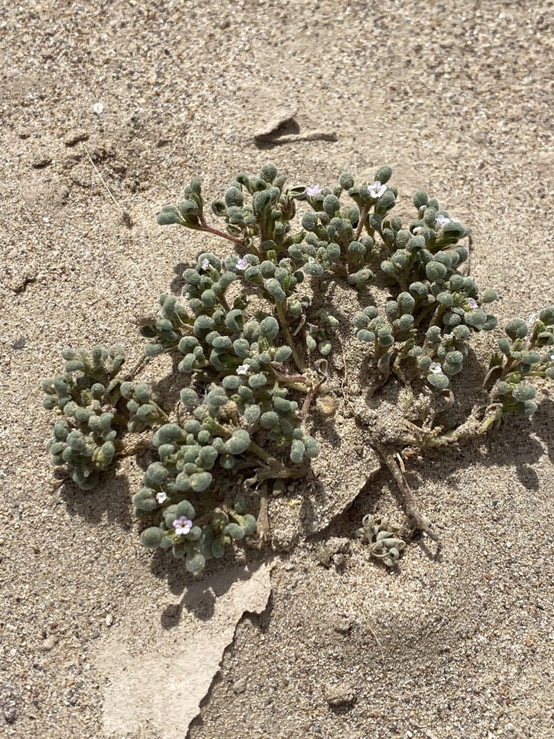 Nama torynophylla photo 2