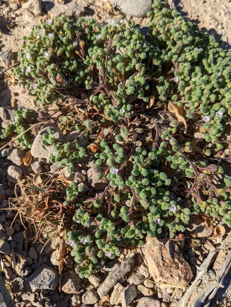Nama torynophylla photo 3