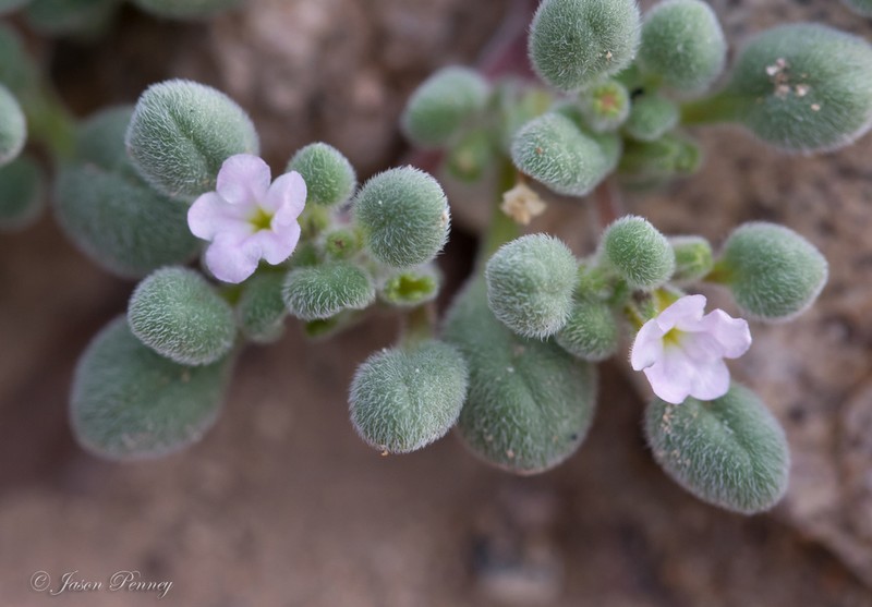 Nama torynophylla photo 4