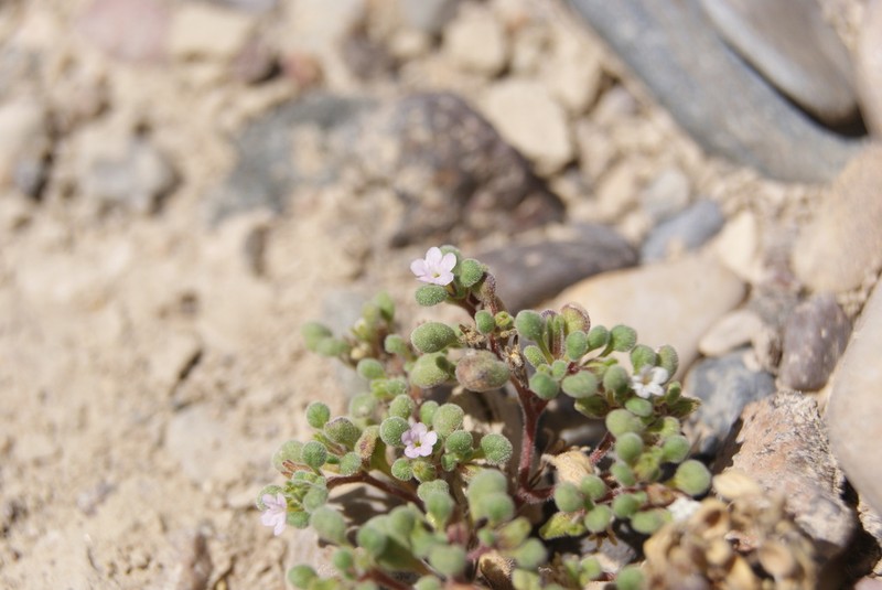 Nama torynophylla photo 5