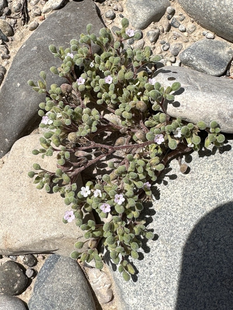 Nama torynophylla photo 6