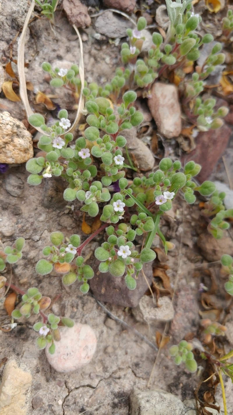 Nama torynophylla photo 7