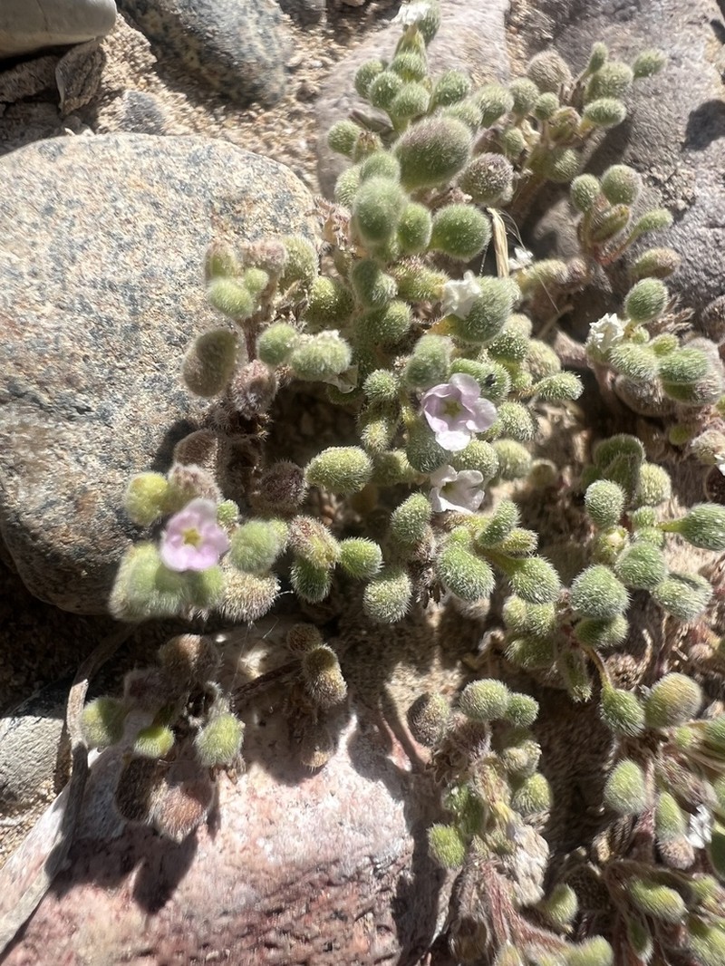 Nama torynophylla photo 8
