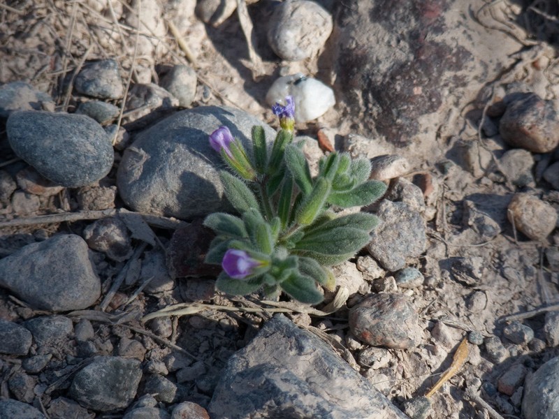 Nama undulata