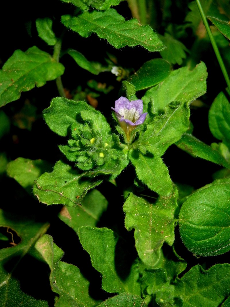 Nama undulata photo 2