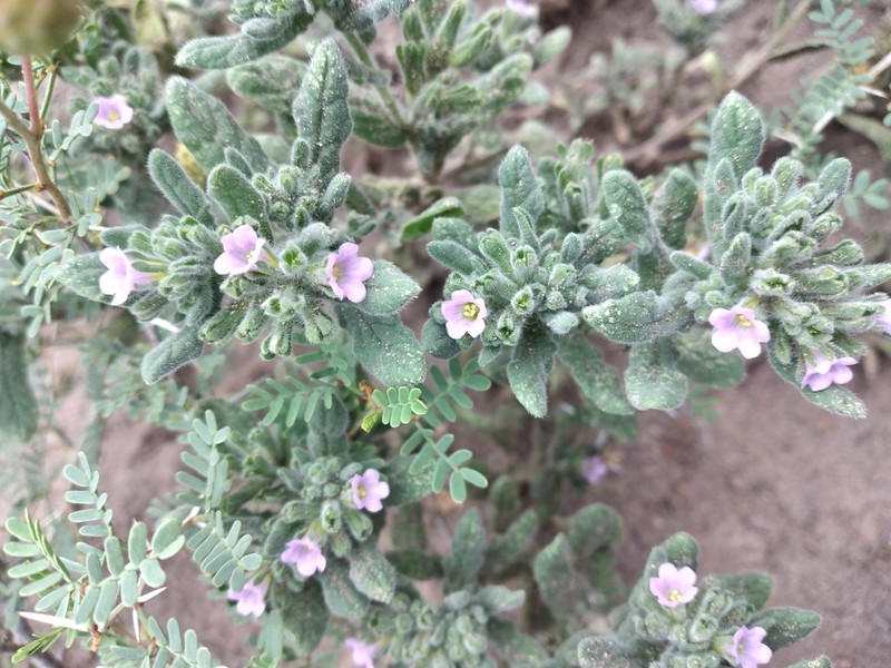 Nama undulata photo 3