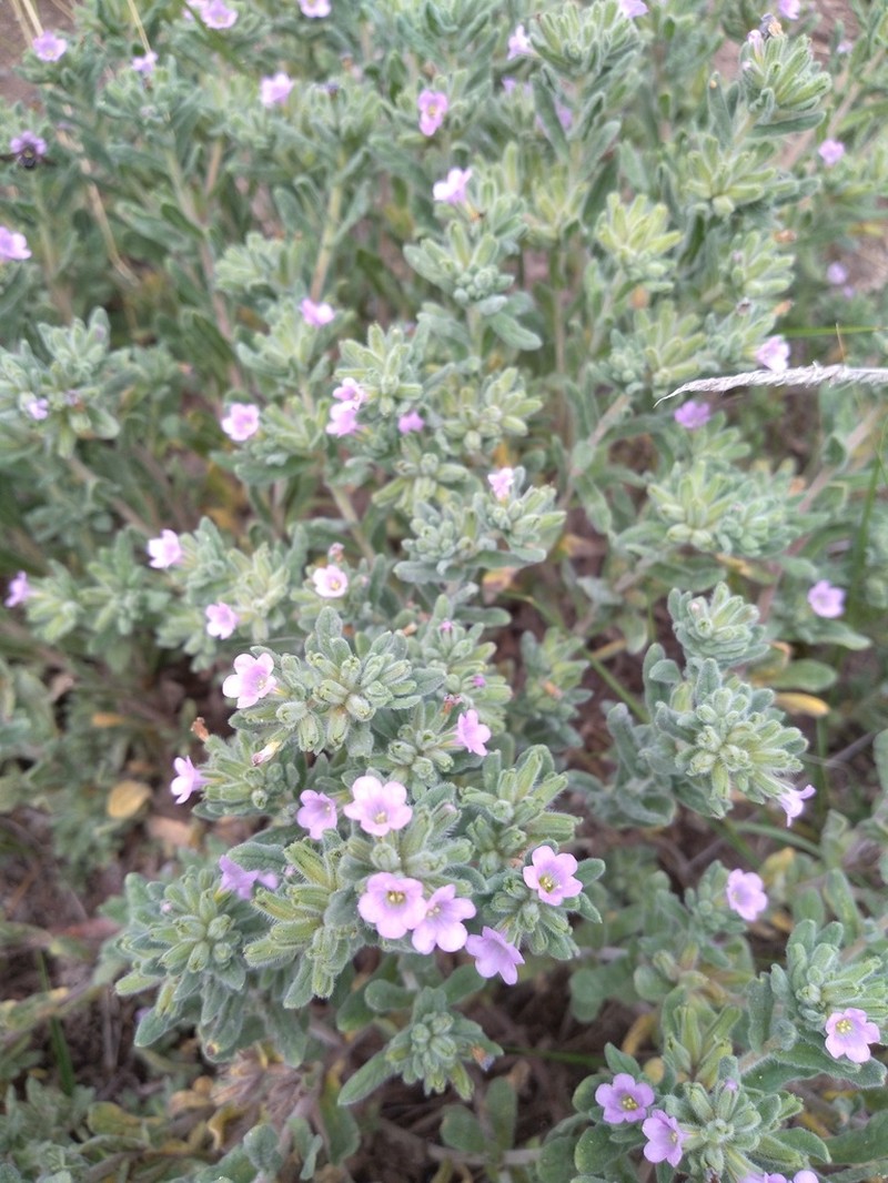 Nama undulata photo 4