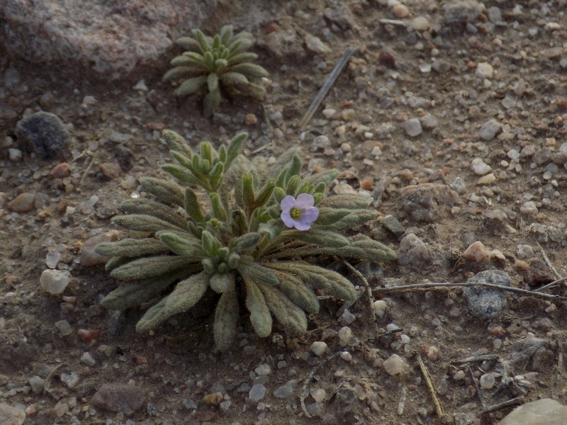 Nama undulata photo 5