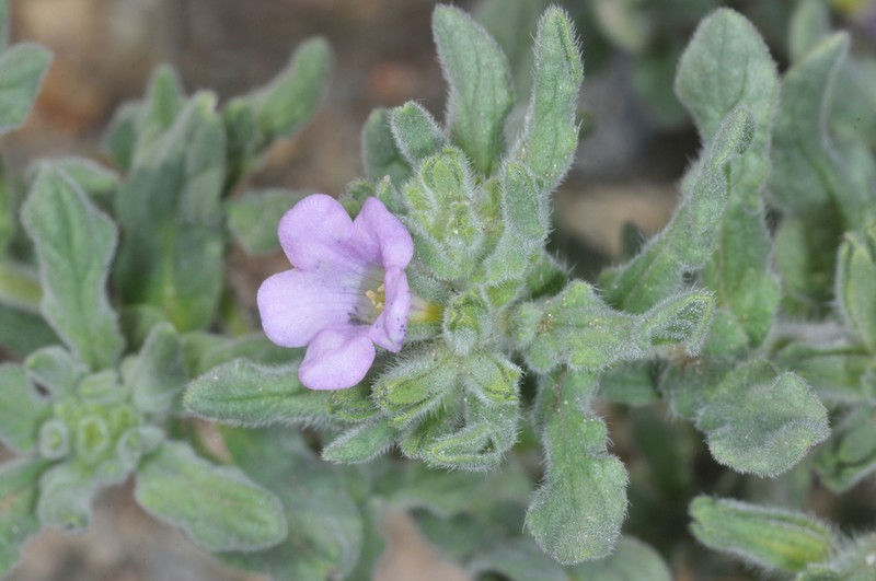 Nama undulata photo 6