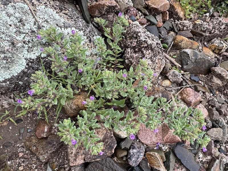 Nama undulata photo 7