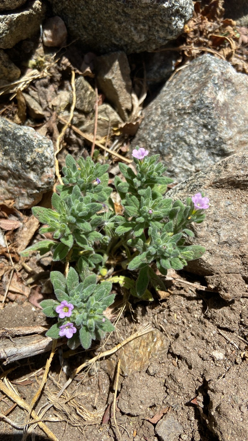 Nama undulata photo 8