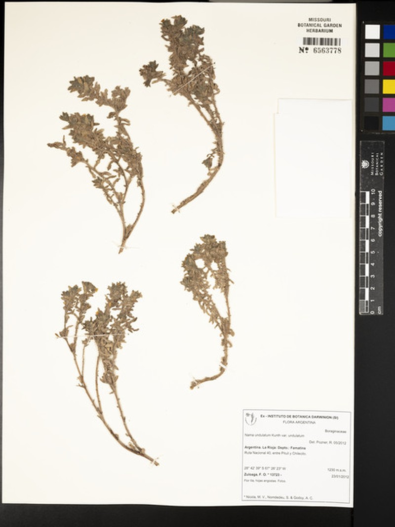 Nama undulata var. undulata photo 2