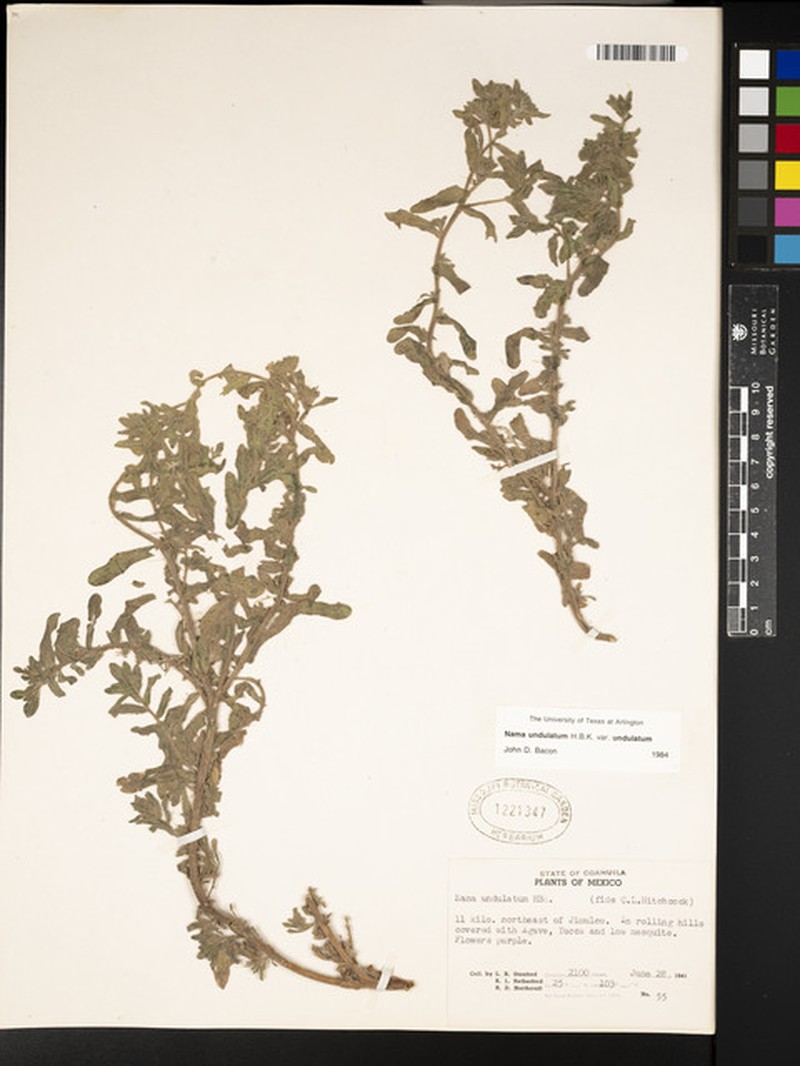 Nama undulata var. undulata photo 3