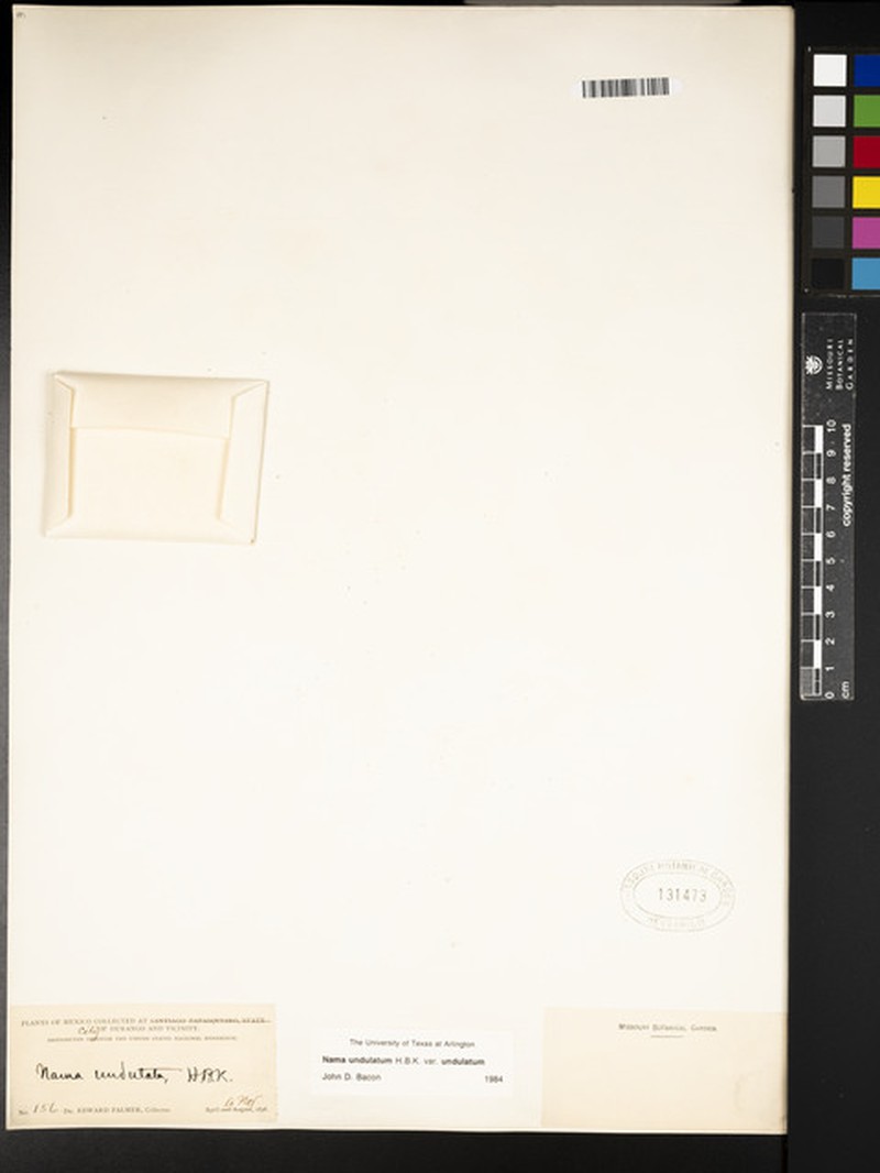 Nama undulata var. undulata photo 4